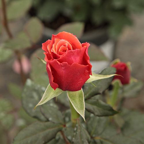 Rosa  Copper Lights™ - růžová - Stromkové růže s květmi čajohybridů - stromková růže s rovnými stonky v koruně